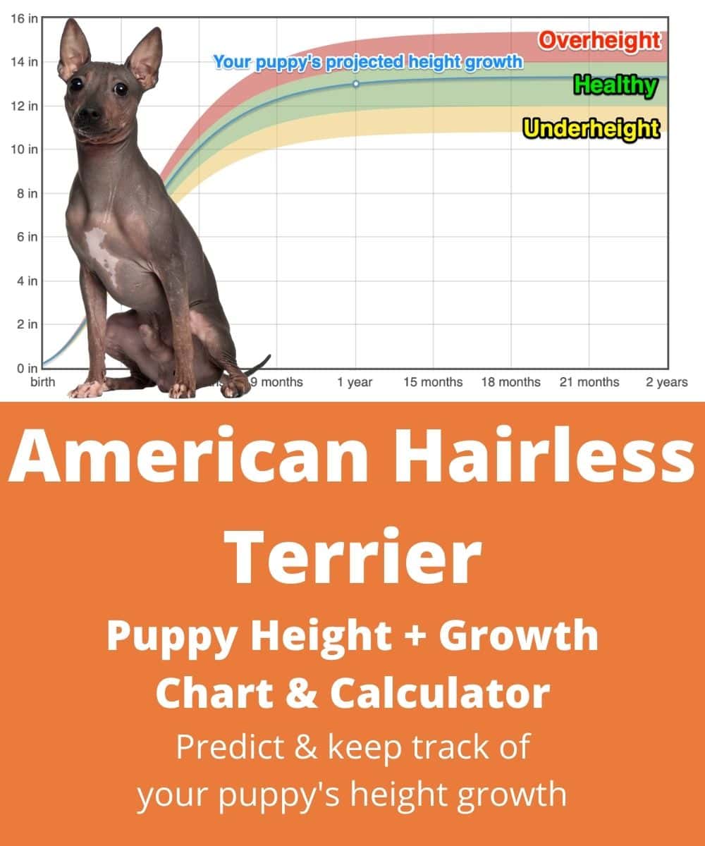 american-hairless-terrier Puppy height Growth Chart